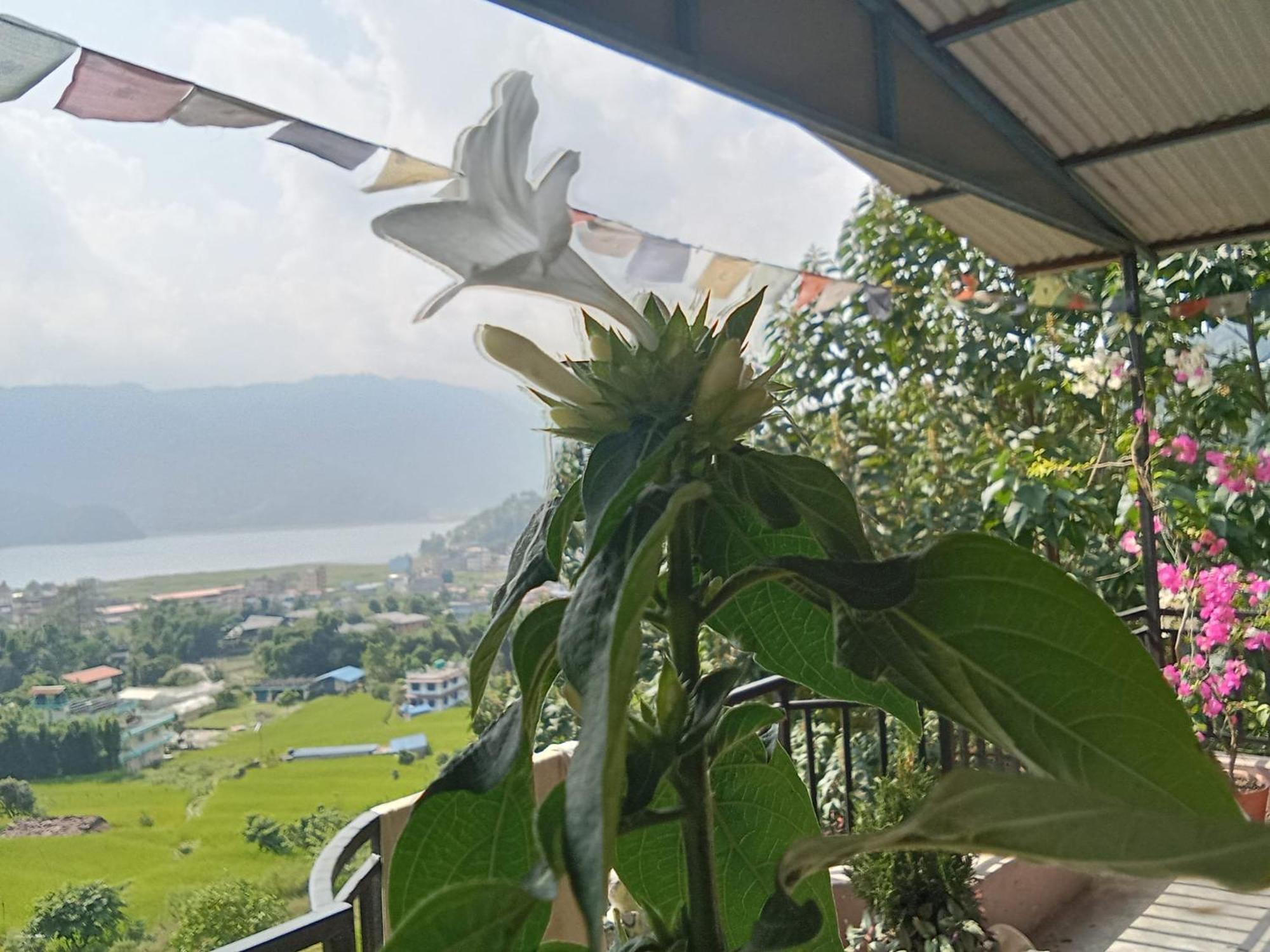 Gautam Garden Guest House Pokhara Eksteriør billede
